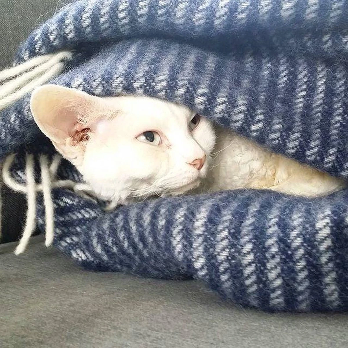 Klippan Yllefabrik Klippan - Plaid - Deken - Ralph - Beige - 100% Eco Lamswol - 200cm X 130cm - Duurzaam Geproduceerd - Wasbaar 4 Klippan Yllefabrik Klippan - Plaid - Deken - Ralph - Beige - 100% Eco Lamswol - 200cm X 130cm - Duurzaam Geproduceerd - Wasbaar - Afbeelding 2